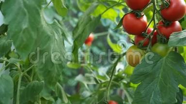 新鲜成熟的红西红柿在温室的高清视频